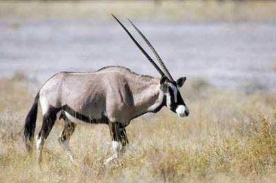 Oryks południowy, Oryx gazella, gemsbok, gemsbuck