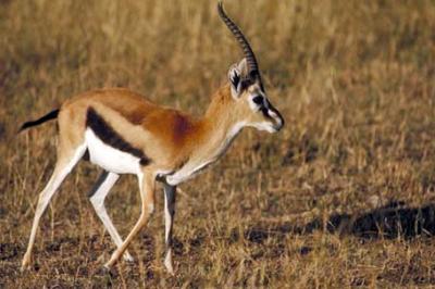 Tomi, Gazella thomsonii, Thomson's gazelle