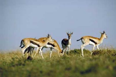 Tomi, Gazella thomsonii, Thomson's gazelle