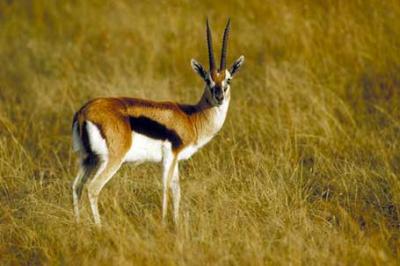 Tomi, Gazella thomsonii, Thomson's gazelle