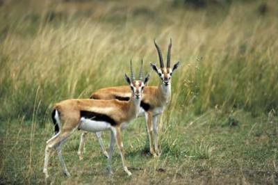 Tomi, Gazella thomsonii, Thomson's gazelle