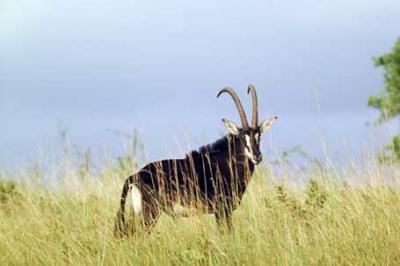 Antylopa szabloroga, Hippotragus niger, Sable Antelope