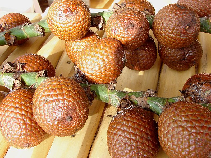 Owoce Mauritia flexuosa; źródło: Wikimedia Commons  Eurico Zimbres [CC BY-SA 2.5], via Wikimedia Commons