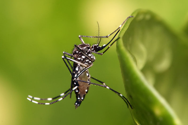 Komar tygrysi przenosi wiele groźnych chorób, w tym wirusa ZIKA. By Muhammad Mahdi Karim (www.micro2macro.net) Facebook Youtube (Own work) [GFDL 1.2], via Wikimedia Commons