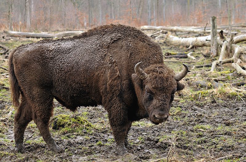 Żubr (Bison bonasus), Michael Gäbler [CC-BY-3.0], via Wikimedia Commons