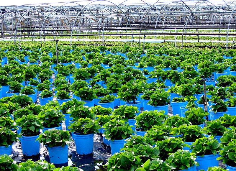 Szkółka leśna. www.CGPGrey.com [CC BY 3.0], via Wikimedia Commons