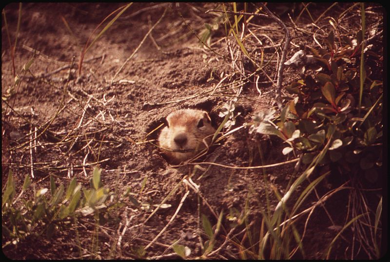 von Dennis Cowals, 1945-, Photographer (NARA record: 2196327) (U.S. National Archives and Records Administration) [Public domain], via Wikimedia Commons