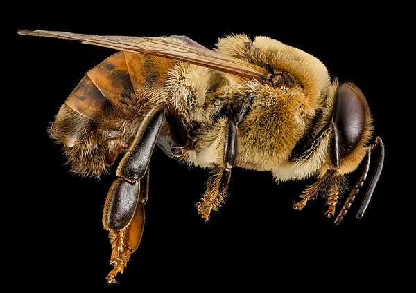 Pszczoła miodna, von USGS Bee Inventory and Monitoring Lab from Beltsville, Maryland, USA [CC BY 2.0], via Wikimedia Commons