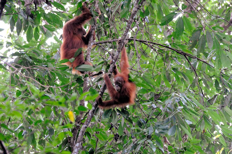 Ze względu na wylesienie zagrożone jest istnienie orangutanów. Nomo michael hoefner / https://www.zwo5.de [CC BY-SA 3.0], from Wikimedia Commons
