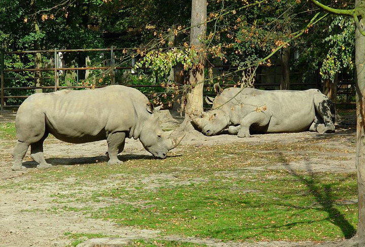Nosorożce białe w poznańskim zoo. By Kwolana (Own work) [GFDL or CC BY-SA 4.0-3.0-2.5-2.0-1.0], via Wikimedia Commons