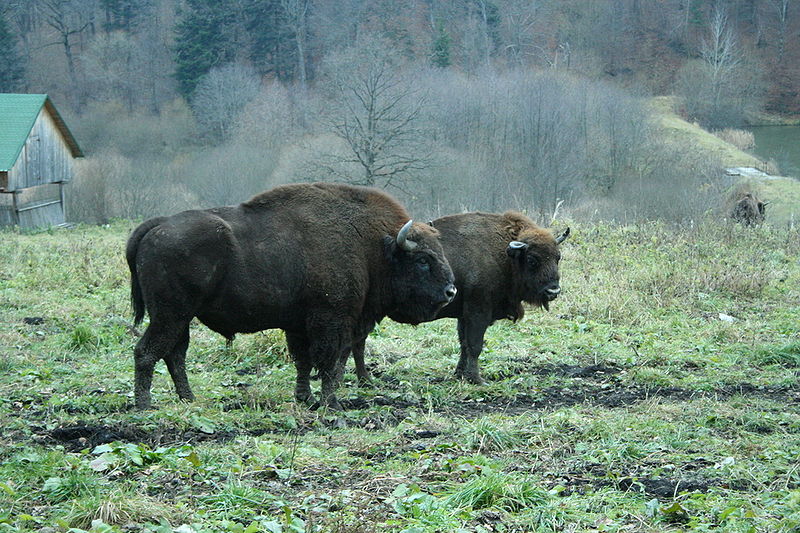 By Ccezar2004 [Public domain], via Wikimedia Commons