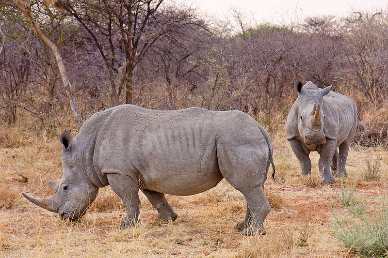 Nosorożce białe (Namibia). By Ikiwaner (Own work) [GFDL 1.2], via Wikimedia Commons