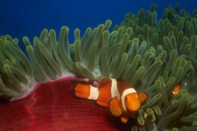 Błazenek okoniowy, Amphiprion ocellaris, Ocellaris Clownfish