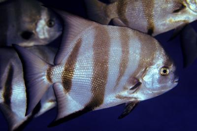 Szpadelek karaibski, Chaetodipterus faber, Atlantic spadefish