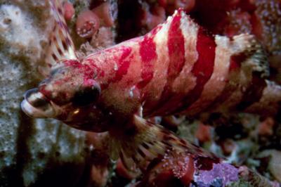 Terpużka wielosmużka, Oxylebius pictus, painted greenling