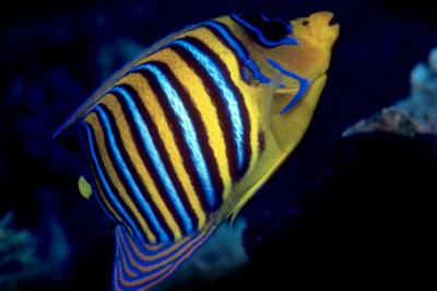 Pygoplites diacanthus, royal angelfish