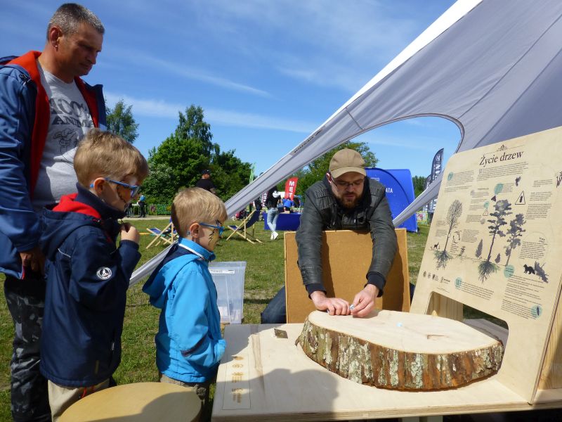 życie drzew piknik
