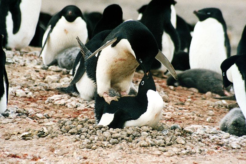 Fot.: pingwin Adeli (Wikipedia, GNU)