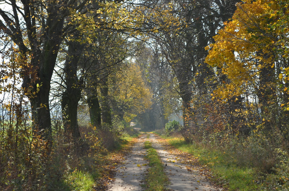 Aleja lipowa, fot. Magdalena Rudnicka