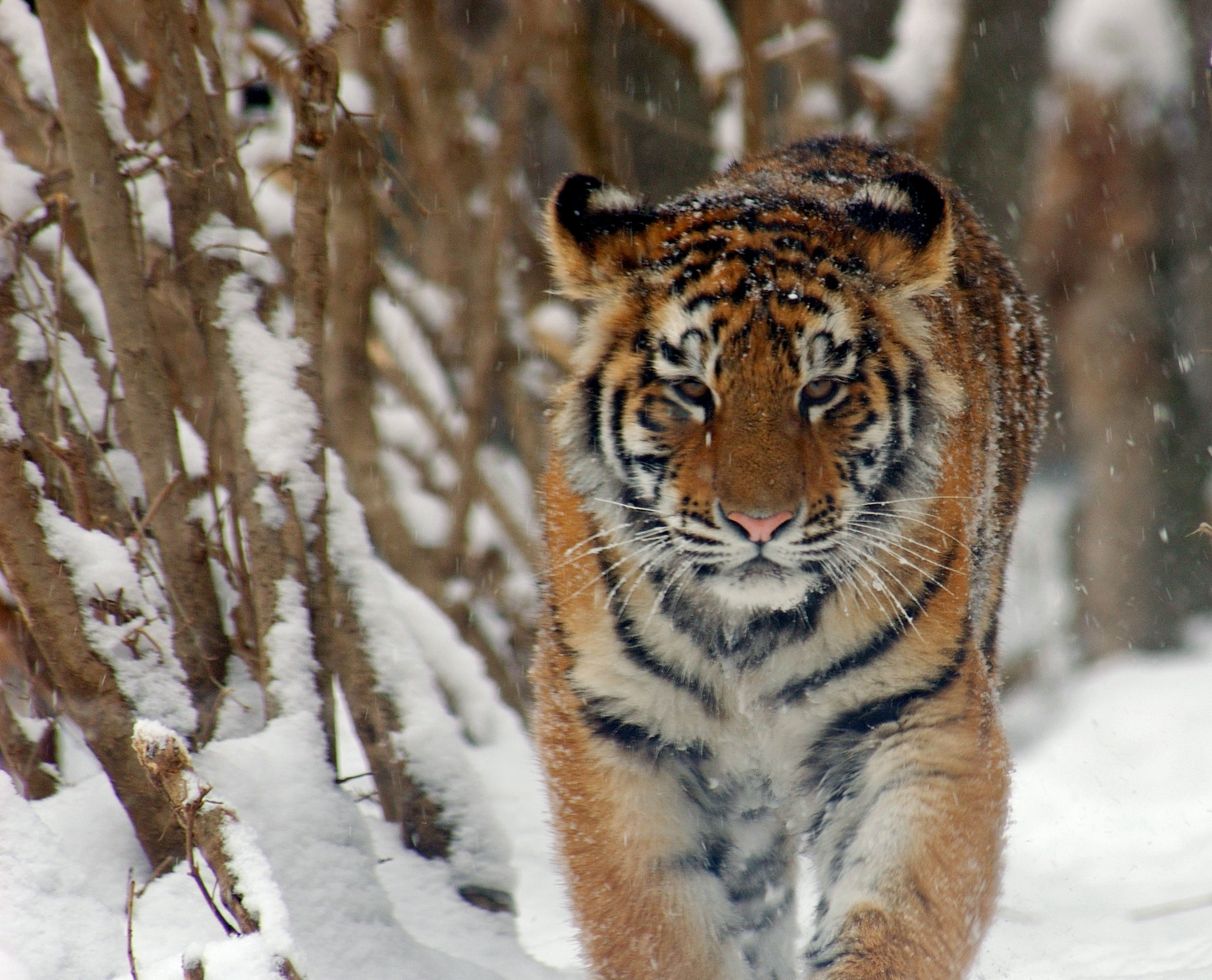 Tygrys syberyjski, Di Photo by and (C)2007 Derek Ramsey (Ram-Man) (Derek Ramsey's picture) [GFDL 1.2], attraverso Wikimedia Commons