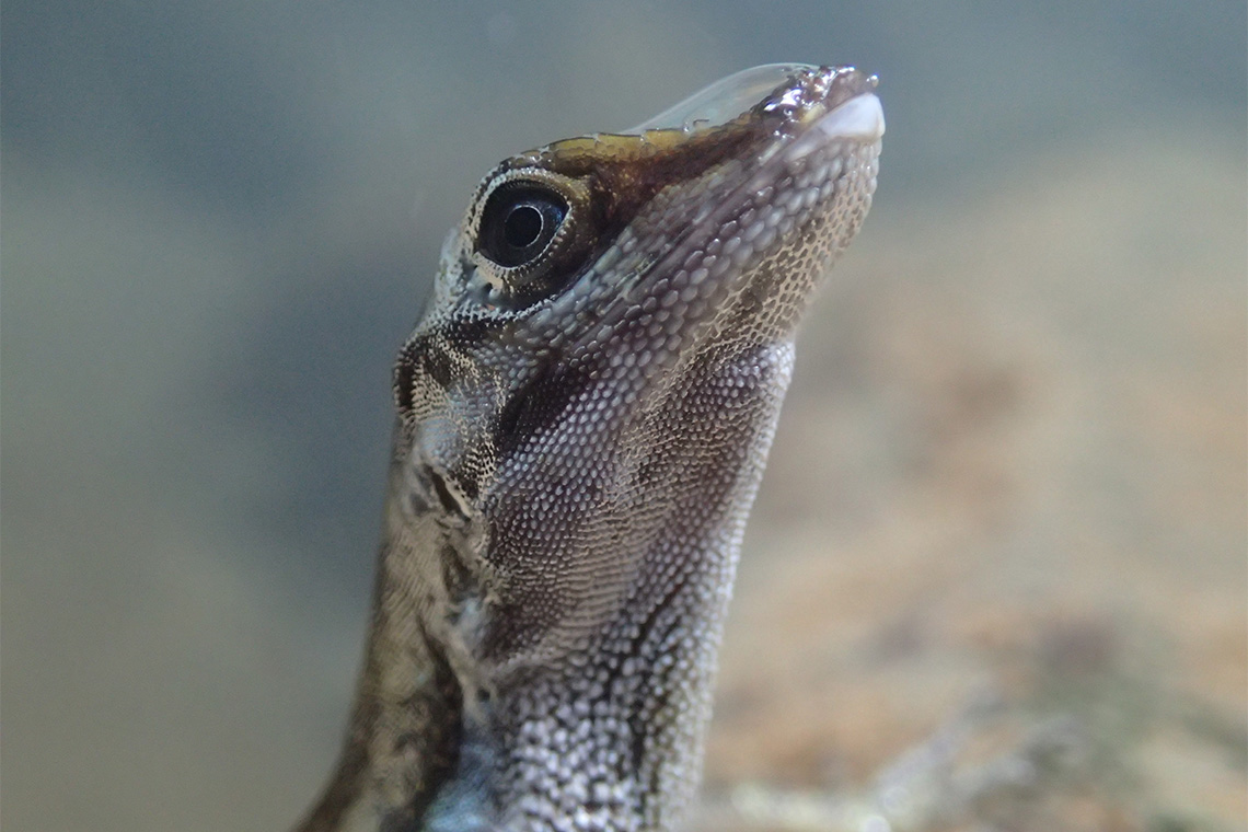 Close-up of an Anolis lizard with a rebreathing bubble on its snout (fot. Lindsey Swierk)