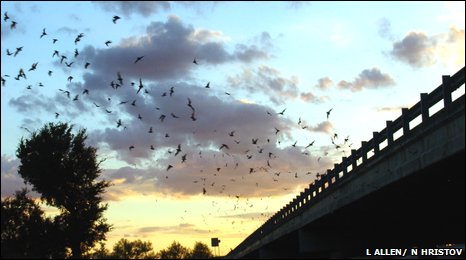 Fot.: Nietoperze wylatujące z wiaduktu (Louise Allen/Wake Forest University)