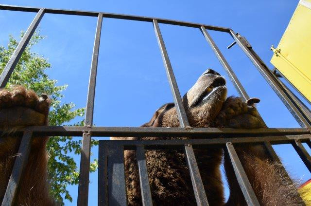 baloo w dniu_interwencji. Źródło: Fundacja Viva