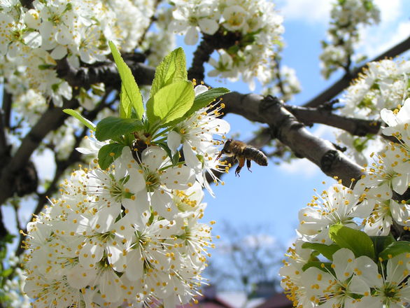 Freeimages.com/Krzysiek Koziarek