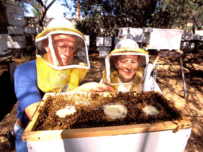 fot. Stephen Ausmus, USDA/ARS (Agricultural Research Services)