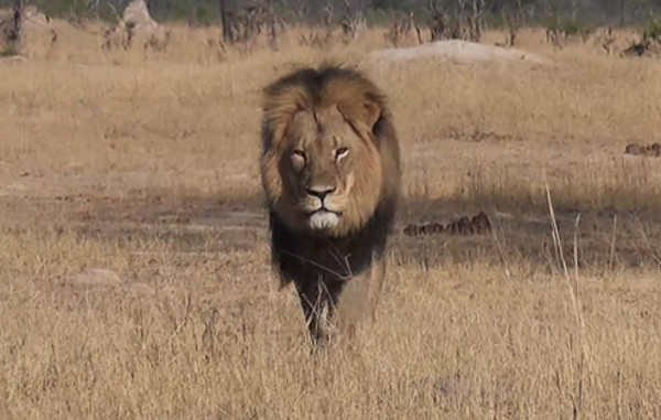 Cecil był symbolem Zimbabwe. Był także jedynym samcem lwa afrykańskiego w okolicy. źródło: youtube.com