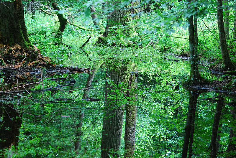 Podmokły las olszowy w Białowieskim Parku Narodowym, fot.  Lilly M/Wikipedia CC