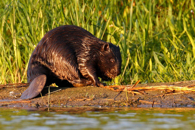 Bóbr w rozlewisku Wisły, okolice Tczewa, fot.Klaudiusz Muchowski/Wikipedia CC