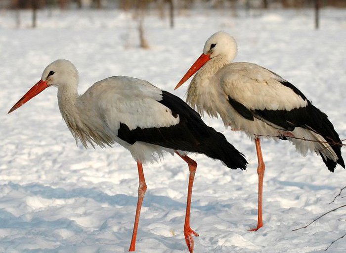Ośrodek Rehabilitacji Zwierząt Chronionych, fot. Iwona i Paweł Czadowscy