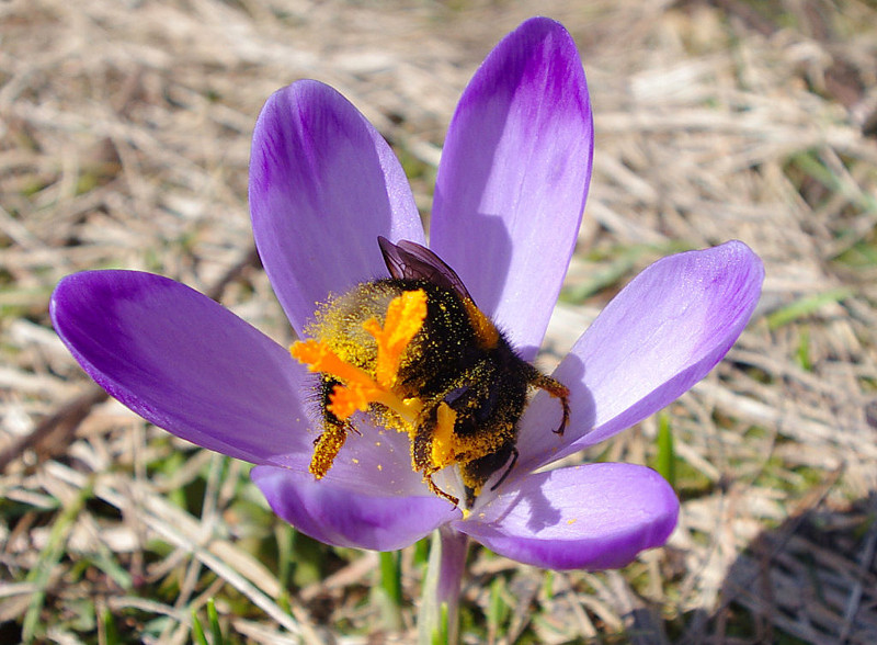 By Paweł Opioła (Own work) [CC BY-SA 3.0], via Wikimedia Commons