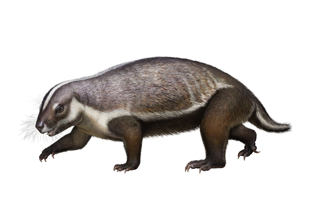 Rekonstrukcja Adalatherium hui. Źródło: Denver Museum of Nature & Science