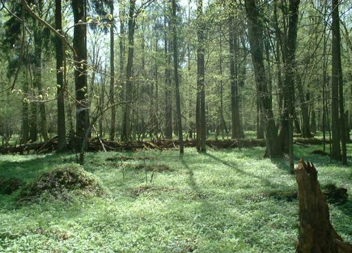 Białowieski Park Narodowy, Fot. Wikipedia CC