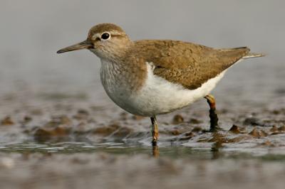 Brodziec piskliwy, Acitis hypoleucos, Common Sandpiper