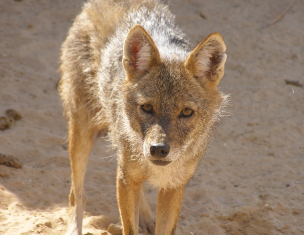 Canis aureus lupaster, Fot. Felagund/Wikipedia CC