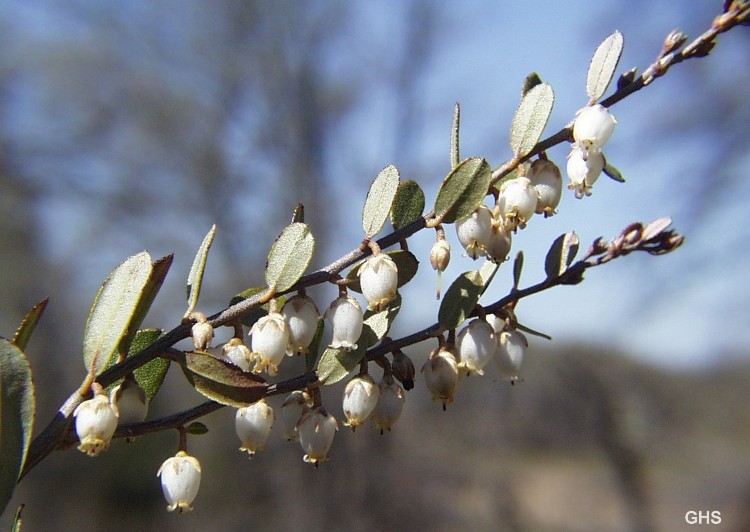 Fot.: Chamedafne północna (US GOV)