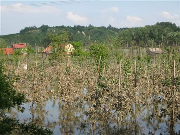 Wilków