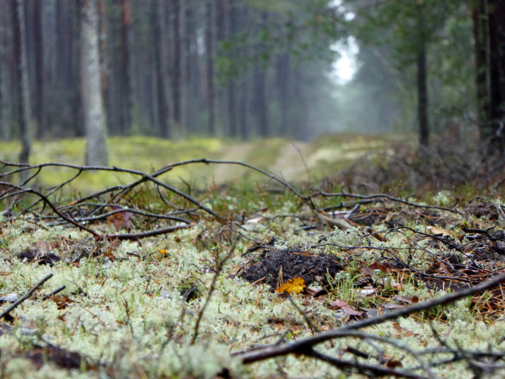 chrobotki fot. P. Jaczewski, CKPŚ