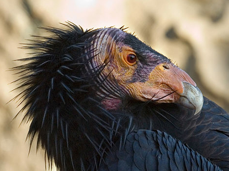 Kondor kalifornijski