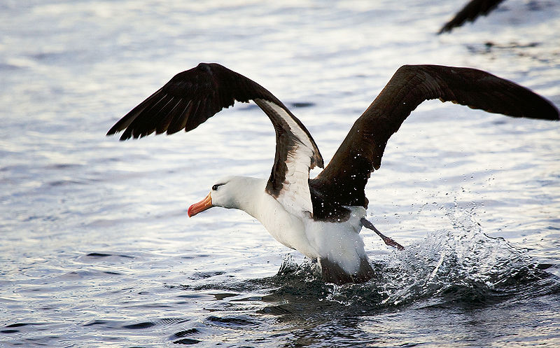 Fot.: albatros czarnobrewy (Wikipedia, CC)