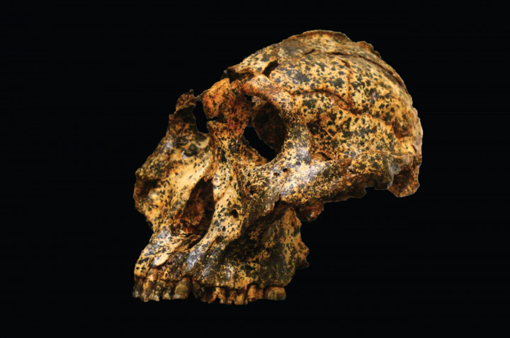 Czaszka Paranthropus robustus. Źródło: LA TROBE UNIVERSITY