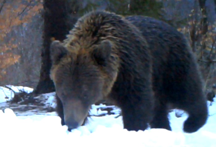 Czereszenka to już trzeci bieszczadzki niedźwiedź, którego śledzimy za pomocą obroży telemetrycznej. © WWF Polska / Wojciech Śmietana