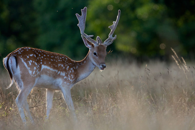 Daniel (Dama dama), (Linnaeus, 1758), fot. Marek Szczepanek/Wikipedia CC