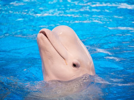 Delfin amazoński, fot. Aleksei Verhovski/Shutterstock