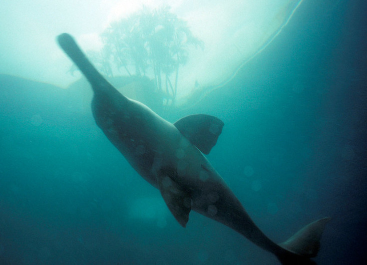 Delfin gangesowy, fot. © François Xavier Pelletier / WWF-Canon.
