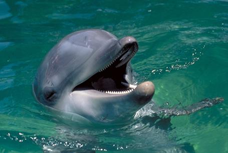 Delfin butelkonosy