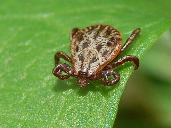 Kleszcze mogą nas zaatakować nawet w warszawskich Łazienkach, a szczepionka chroni tylko przed jedną z kilku przenoszonych przez nie chorób – mówili eksperci podczas konferencji zorganizowanej w Państwowym Zakładzie Higieny. Kleszcze lubią lasy liściaste,